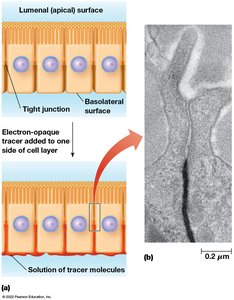 Electron microscopy of tight junctions blocking tracer molecules