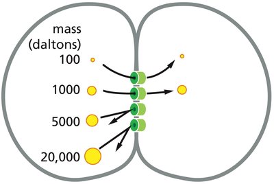 Gap junction permeability to molecules of different sizes