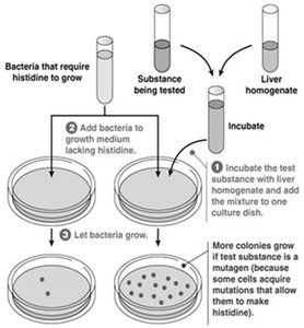 Ames test for carcinogen detection