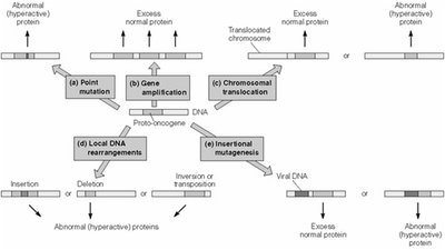 Mechanisms for converting proto-oncogenes into oncogenes