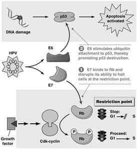 HPV oncogenes inactivate tumor suppressors