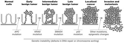 Stepwise accumulation of mutations in colon cancer