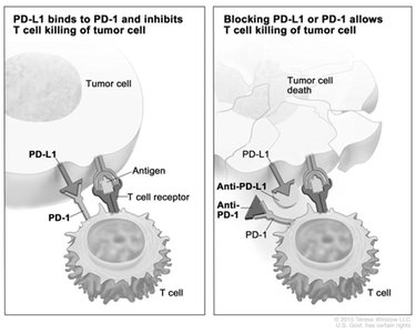 Immune checkpoint inhibitors mechanism