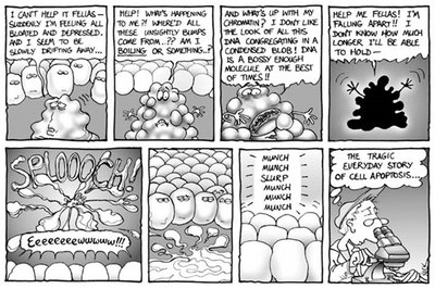 Cartoon depiction of apoptosis