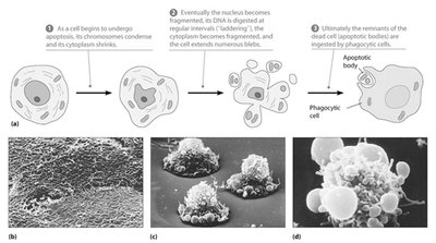 Major steps in apoptosis