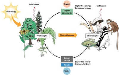 The flow of energy and matter through the biosphere