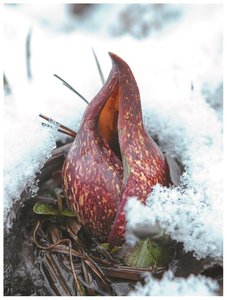 Skunk cabbage, a plant that depends on metabolically generated heat