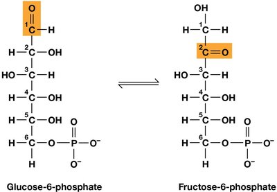 Interconversion of glucose-6-phosphate and fructose-6-phosphate