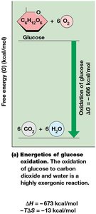 Changes in free energy for the oxidation of glucose
