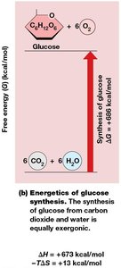 Changes in free energy for the synthesis of glucose