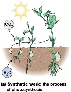 Synthetic work: the process of photosynthesis