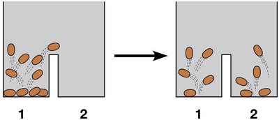 Jumping bean reaction: equilibrium