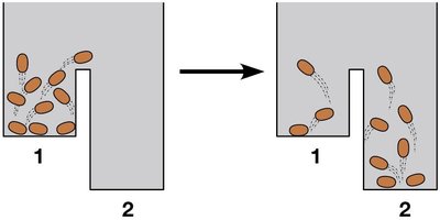 Jumping bean reaction: enthalpy change
