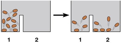Jumping bean reaction: entropy change