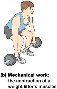 Mechanical work: the contraction of a weight lifter's muscles