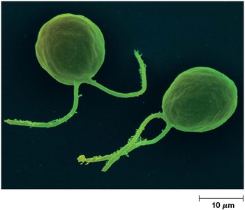 Cell motility