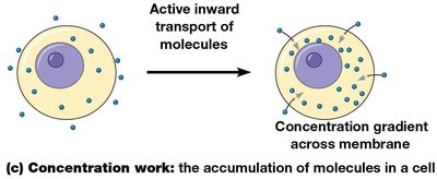 Concentration work: the accumulation of molecules in a cell