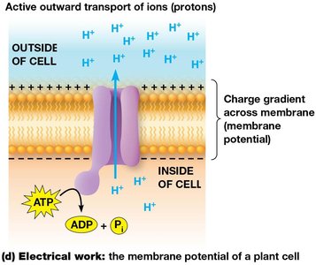 Electrical work: the membrane potential of a plant cell