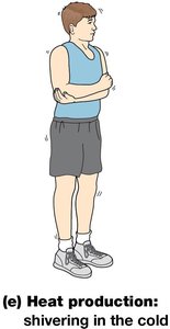 Heat production: shivering in the cold
