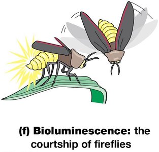 Bioluminescence: the courtship of fireflies