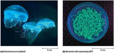 Bioluminescent jellyfish and bacterial cells expressing GFP