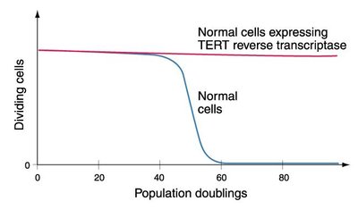 Graph showing population doublings and the effect of TERT expression on cell division