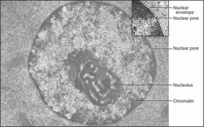 A and B compartments in chromatin, corresponding to euchromatin and heterochromatin