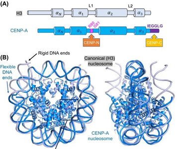 Comparison of canonical H3 and CENP-A nucleosomes