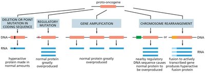 Mechanisms converting proto-oncogenes to oncogenes