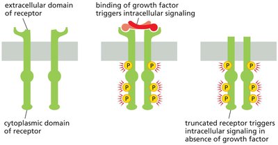 Growth factor receptor mutations and oncogenic signaling