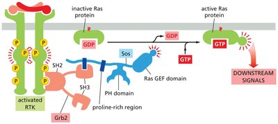 Growth factor receptor mutations and oncogenic signaling