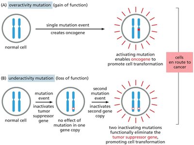 RTK activates Ras signaling pathway