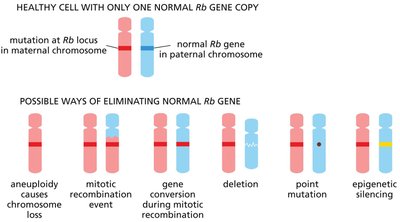 Table of human tumor suppressor genes