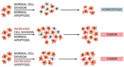 Diagram showing how increased cell division or decreased apoptosis leads to tumor formation