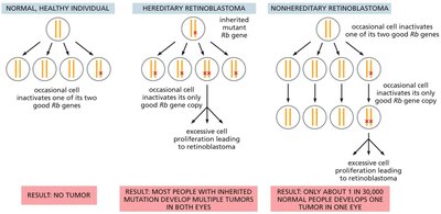 Genetic mechanisms causing retinoblastoma