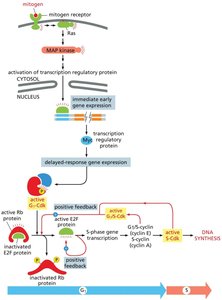 Role of Rb in cell cycle entry
