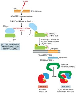 p53 pathway in DNA damage response