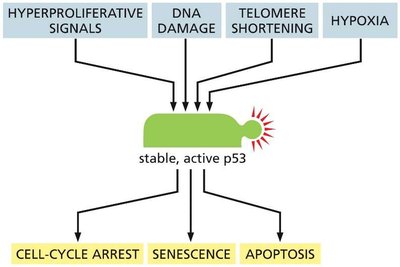 Types of mutations in oncogenes and tumor suppressor genes