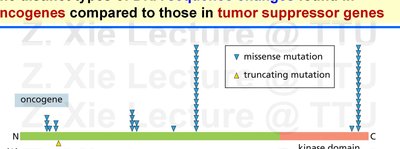 Cancer pathways network diagram