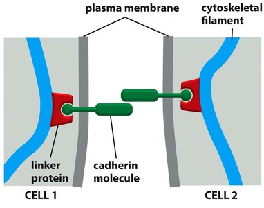 Diagram of cadherin-mediated cell adhesion