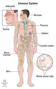 Diagram of the human immune system showing organs and tissues