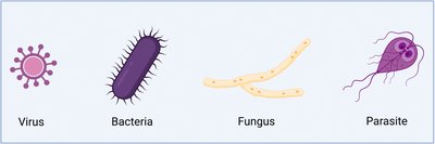 Diagram of virus, bacteria, fungus, and parasite
