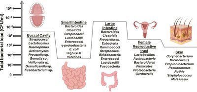 Diagram showing skin and intestinal barrier defenses