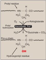 Prolyl hydroxylase reaction and clinical relevance (scurvy)