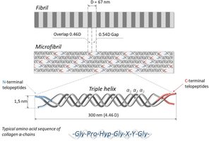 Type IV collagen mesh assembly and basement membrane structure