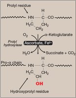Prolyl hydroxylase reaction requiring ascorbate and Fe2+