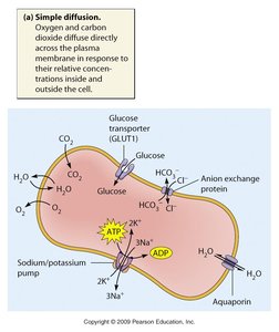 Diagram of membrane transport systems including simple diffusion, facilitated diffusion, and active transport