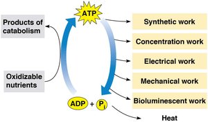 ATP synthesis and hydrolysis cycle