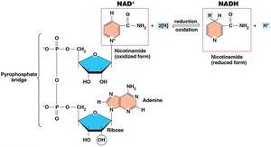 NAD+ structure and reduction