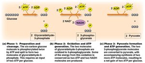 Glycolysis overview
